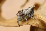 Samice křižáka vířivého (Cyclosa conica). Zadeček je u tohoto druhu dozadu protažen jedním velkým hrbolkem. Foto P. Krásenský