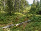 Biotopem pavouka roku 2016 – křižáka vířivého (Cyclosa conica) – bývá okraj jehličnatého lesa. Foto O. Machač
