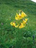 Lilie Lilium armenum roste ve  vysokobylinných subalpínských nivách a lesních lemech při horní hranici lesa  v severní a střední Arménii. Foto E. Ekrtová a L. Ekrt