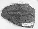 Klepeto velkého spodnodevonského eurypterida Acutiramus perneri.  Tento druh klepítkatce popsal I. Chlupáč v r. 1994. Nález pochází z Černé rokle pod Kosoří, z lomu na mozaikovou  kostku, v minulosti těženou pro  pražské chodníky. Ze sbírek Národního muzea. Foto L. Váchová