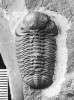 Kompletní krunýř trilobita druhu Chotecops auspex, pojmenovaného I. Chlupáčem v r. 1971. Pochází  ze střednodevonských chotečských  vápenců z Prahy-Hlubočep. Ze sbírek Národního muzea. Foto L. Váchová
