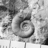 Drobný hlavonožec Gyroceratites  gracilis je jedním z nejstarších  amonoidů – goniatitů. Pochází ze  suchomastských vápenců od Koněprus  a patří k fosiliím typickým pro vyšší část spodního devonu. Ze sbírek Národního muzea. Foto L. Váchová