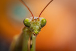 Kudlanka nábožná (Mantis religiosa) – hmyz roku 2026.  Mýty a legendami  opředený druh,  který se v současné  době v Evropě  výrazně šíří.  Foto P. Šípek