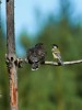 Unikátní snímek sýkory koňadry (Parus major) krmící mládě  kukačky obecné (Cuculus canorus), jež vylétlo z jejího hnízda. Jiný fotograficky  doložený příklad přirozeného parazitismu u sýkory neexistuje. Koňadra uzurpovala  již parazitované hnízdo rehka. Kukačka se  vylíhla a vytlačila  potomstvo rehka  i koňadry až na jedno sýkoří mládě, které  s ní úspěšně vylétlo! Bizarních případů,  kdy z hnízda vylétlo  i potomstvo hostitele,  je za poslední tři století doloženo jen asi sto. Žádný z nich ale nebyl  zdokumentován tak  detailně. Utula, Finsko. Foto T. Grim