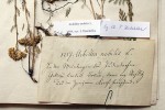 Herbářová scheda ke sběru řebříčku sličného (Achillea nobilis) informuje o výskytu tohoto druhu „ve vinicích  jundorfských kopců nedaleko Brna, potom u Rosic a ve Znojemském kraji...“ Doklad pochází z herbáře Christiana F. Hochstettera z let 1817–24. Uloženo v Herbářových sbírkách UK v Praze.  Foto J. Danihelka