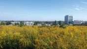 Opuštěné plochy v jižní části města zarůstají zlatobýlem kanadským (Solidago canadensis). Foto Z. Lososová