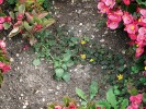Šťavel růžkatý plazivý (Oxalis corniculata var. repens). Foto K. Šumberová