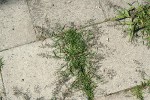 Milička menší (Eragrostis minor) v centru města. Foto Z. Lososová