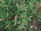 Laskavec skloněný (Amaranthus deflexus). Foto K. Šumberová