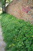 Vlaštovičník větší (Chelidonium majus) osídluje živinami bohatá  stanoviště. Foto Z. Lososová