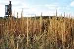 Pelyněk Tournefortův (Artemisia tournefortiana) se vyskytuje především v jižní části města. Foto Z. Lososová