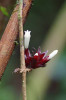 Drobná liána Sabicea pilosa  s nápadnými červenými listeny náleží  do čeledi mořenovitých (Rubiaceae). Foto Š. Janeček