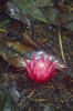 Samčí květenství parazitického  druhu Thonningia sanguinea z čeledi hlívencovitých (Balanophoraceae). Foto Š. Janeček