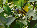 Hojný rostlinný druh středních poloh Kamerunské hory Tabernaemontana  ventricosa z čeledi  toješťovitých (Apocynaceae)  je v období sucha  jedním z hlavních  zdrojů nektaru  pro strdimila  kamerunského (Cyanomitra oritis). Foto F. L. Ewome