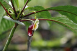 Netýkavka konžská (Impatiens niamniamensis) z čeledi netýkavkovitých (Balsaminaceae). Na Kamerunské hoře mají rostliny květní ostruhu zcela  červenou, čímž se liší od pěstovaných forem s ostruhou červenožlutou. Foto Š. Janeček