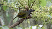 Otevřené květy stromovitého škrtiče šeflery Schefflera abyssinica (aralkovité – Araliaceae) poskytují nektar nejen  strdimilům, ale i dalším ptákům,  jako je bulbul horský (Arizelocichla tephrolaema). Foto K. Chmel
