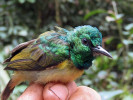 Strdimil obojkový (Hedydipna  collaris) s téměř rovným zobákem.  Foto K. Chmel