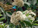 Strdimil severní (Cinnyris reichenowi) krmící se na květech stromu druhu Nuxia congesta  (Stilbaceae). Foto F. L. Ewome