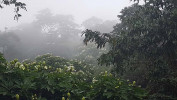 V nížinném pralese hojně rozkvétá v období sucha strom berlinie Berlinia bracteosa z čeledi bobovitých (Fabaceae). Foto Š. Janeček