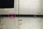 Nákaza netuberkulózními myko bakteriemi (Mycobacterium sp.) způsobuje u anuálních halančíků mimo jiné selhání plynového měchýře. Postižená ryba (označena) se poté udrží ve vodním sloupci pouze s vynaložením velkého množství energie na aktivní plavání a většinu času polehává na dně. Foto M. Vrtílek