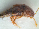 Shluk plodnic druhu Stichomyces conosomatis na předohrudi drabčíkovitého brouka Sepedophilus nigripennis. Tato labulbénie popsaná z USA je dále známa z Evropy (včetně ČR) a z jednotlivých pozorování v Africe, Asii a Jižní a Střední Americe (rovněž z brouků rodu Sepedophilus). Foto B. Horvers