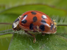 Slunéčko východní (Harmonia axyridis) napadené labulbénií z druhového komplexu Hesperomyces virescens.  Skupinky žlutých plodnic jsou dobře patrné na krovkách. Foto B. Horvers