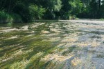 V řece Dyji u Tasovic na Znojemsku roste triploidní lakušník vzplývavý (Batrachium fluitans). Ve střední Evropě druh vůbec nevytváří nažky, ačkoli často bohatě kvete. Foto P. Koutecký