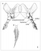 Srovnání přední končetiny zástupců: A – lalokoploutvých ryb (Crossopterygii; Eusthenopteron foordi), pohled shora (podle: E. Jarvik 1980); B – dvojdyšných (Dipnoi; bahník australský – Neocera­todus forsteri), pohled z boku  (podle: R. Semon 1898)