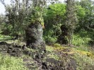 Masivní lávové sloupy v lesním  porostu. Přírodní památka Lava Trees State Monument na jihovýchodě ostrova Havaj v Tichém oceánu. Foto J. Vítek