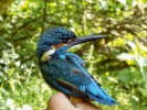 Samec ledňáčka říčního (Alcedo atthis) z páru, který v sezoně 2018 třikrát úspěšně vyhnízdil na dvou lokalitách na Radotínském potoce v Praze. Foto A. Hadravová