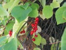 Schisandra čínská (Schisandra chinensis) v botanické  zahradě Masarykovy univerzity v Brně. Foto L. Adámková