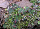 Hávnatka křivožebrá (Peltigera venosa) je v Českém krasu vyhynulým druhem, který byl naposledy sbírán Z. Černohorským v roce 1931 (herbář PRC). Druh s fotobiontem zelenou řasou Coccomyxa, extrémně náchylný na znečištění prostředí, před druhou světovou válkou hojný na holé půdě na okrajích cest, polí, v mechu. Foto D. Svoboda