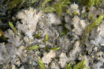 Kriticky ohrožený terčovník chloupkatý (Phaeophyscia hirsuta) má v Českém krasu několik lokalit. Zhruba 1 mm široké laloky nesou na svrchní straně bílé chloupky. Foto D. Svoboda
