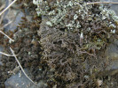 Terčovka tmavá (Xanthoparmelia pulla var. pokornyi) patří k typickým lišejníkům kyselejších skalních substrátů, které přecházejí z korovité růžicovité stélky přitisklé ke kameni v stepního běžce suchých trávníků. V Českém krasu roste hojně na diabasech u Hostimi. Foto D. Svoboda