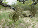 Provazovka matoucí (Usnea substerilis) na trnce obecné (Prunus spinosa) na zarůstající louce. Trnkoviště bez přímého vlivu eutrofizace bývají díky dostatku světla a vhodnému mikroklimatu hostitelem některých zajímavých epifytů. Foto D. Svoboda