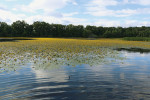 Rybník Motovidlo s výskytem vzácného plavínu štítnatého (Nymphoides peltata). Foto V. Kolář