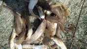 Palčivým problémem našich (nejen chráněných) rybníků jsou, mimo jiné, nepůvodní druhy ryb, např. sumeček americký (Ameiurus nebulosus, 3). Foto V. Kolář
