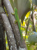 Jediným denním gekonem, kterého  jsme pozorovali ve Vallée de Mai, byla  Phelsuma sundbergi, která se ráda živí  květním nektarem palem.  Foto  L. Kunte