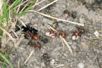Oranžově zbarvené dělnice mravence otrokářského (Polyergus rufescens) – amazonky – přinášejí uloupené kukly  do domácího hnízda kolem tmavých pomocných (otročících) dělnic druhu Formica rufibarbis. Foto V. Souralová