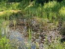 Slabě dystrofní (huminní) tůňka v komplexu pískovny Cep II u Suchdola nad Lužnicí na Třeboňsku s přirozeným porostem bublinatky jižní (Utricularia australis), s vysazenou bublinatkou vícekvětou (někdy též b. Brémovou – U. bremii) a aldrovandkou měchýřkatou (Aldrovanda vesiculosa) je příkladem toho, že i v pískovnách mohou dobře růst ohrožené druhy vodních masožravých rostlin. Na hladině hustý porost rdestu vzplývavého (Potamogeton natans),  který silně konkuruje ponořeným  vodním rostlinám. Červen 2015. Foto L. Adamec