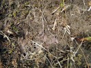 Pozemní forma kriticky ohrožené bublinatky tmavé na vysychajícím rašelinném sedimentu. Odvodňovací kanál na rašeliništi u Purkrabského rybníka blízko Chlumu u Třeboně. Červenec 2015. Foto L. Adamec
