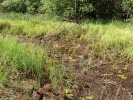 Mělká část národní přírodní památky rybníka Vizíru na Třeboňsku přiléhající k rašeliništi. V mělké dystrofní vodě  rostou bublinatka jižní, b. tmavá (U. stygia) a b. menší (U. minor). Červenec 2015. Foto L. Adamec