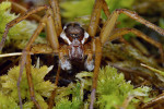 Samec lovčíka vodního (Dolomedes fimbriatus) na rašeliníku (Sphagnum sp.),  spolehlivém indikátoru prostředí  neznečištěného  živinami.  Dobře patrné zadní  postranní oči jsou na rozdíl od slíďáků  od sebe výrazně  vzdálenější  než zadní střední oči. Foto A. Kůrka