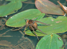 Lovčík mokřadní (Dolomedes plantarius). Samice nemají kokon připevněný na snovacích bradavkách jako příbuzní slíďáci, ale drží kokon pomocí chelicer a pedipalp. Foto J. Ševčík