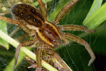 Samice lovčíka vodního (Dolomedes fimbriatus) na pavučině vytvořené výhradně pro ochranu mláďat líhnoucích se z kokonu. Dobře patrné zadní postranní oči jsou  na rozdíl od slíďáků od sebe výrazně vzdálenější než zadní střední oči. Foto A. Kůrka