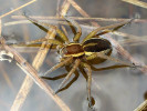 Samice lovčíka vodního (Dolomedes fimbriatus) s výraznými světlými postranními pruhy. Foto M. Just