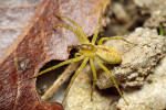 Mláďata lovčíka vodního (Dolomedes fimbriatus) žijí na rozdíl od dospělých jedinců na dřevinné vegetaci, k tomu jsou přizpůsobena zeleným kryptickým zbarvením. Foto R. Šich