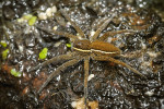 Samice lovčíka mokřadního (Dolomedes plantarius). Oproti l. vodnímu je tento druh obvykle méně výrazně zbarvený. Patrné je vlečné vlákno vypouštěné z předních postranních snovacích bradavek. Foto R. Šich