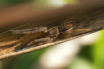 Mláďata lovčíka mokřadního (Dolomedes plantarius) se zdržují ve stařině litorální vegetace. Díky hnědému zbarvení a světlým  podélným pruhům dokonale splývají se suchými stonky orobinců, ostřic a trav. Foto M. Dobránski