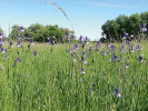 Vlhké kontinentální nivní louky svazu Deschampsion cespitosae jsou významné z hlediska biodiverzity. Kosatec sibiřský (Iris sibirica) patří v květnu k nápadně kvetoucím druhům. Kvůli narušenému vodnímu režimu jsou zachovalé louky tohoto svazu dnes již velmi vzácné. Foto P. Maděra